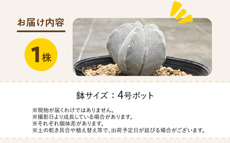 astrophytum myriostigma cv. onzuka アストロフィツム 恩塚鸞鳳玉 長与町/アグリューム[EAI189] 