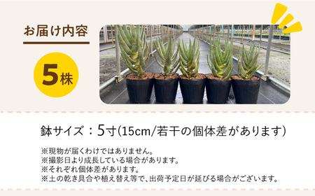 アロエ ディコトマ 5株 Aloidendron dichotomum（Aloe dichotoma）長与町/アグリューム[EAI192] 