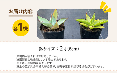 アガベ グアダラハラナ ＆ アガベ sp. ピロン クバ 各1株 Agave guadalajarana ＆ Agave sp pilon kuba 長与町/アグリューム[EAI202] 