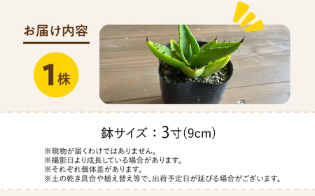アガベ sp. ピロン クバ 1株 Agave sp pilon kuba 長与町/アグリューム[EAI203] 