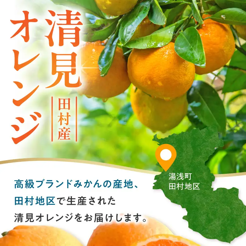 【2027年先行予約】清見オレンジ 約4.5kg 湯浅町田村産 春みかん（果実サイズおまかせ）/ 紀伊国屋文左衛門本舗_V7030