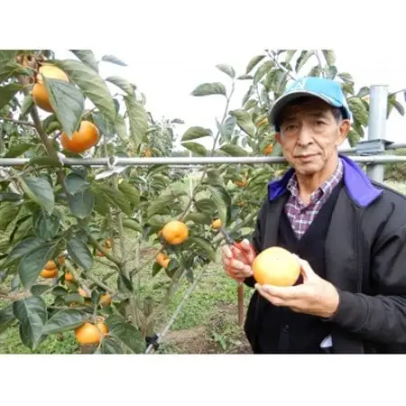 秋の柿三種(太豊・陽豊・富有から三種類)セット　合計10～14個　約3.5kg_果物・フルーツ 柿（カキ）  かき_【1565566】