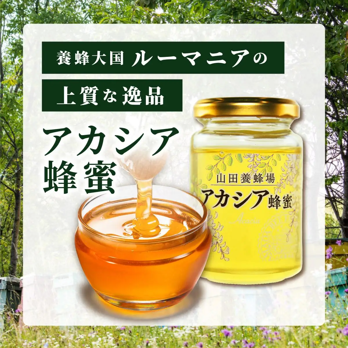 山田養蜂場ルーマニア産アカシア蜂蜜200g（ビン入り）×3個（64301）【006-a069】【山田養蜂場】