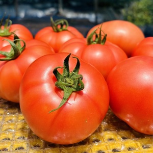 【数量限定】トマト 2kg 麗月 産地直送 野菜  新鮮 サラダ 赤熟 くぼなか農園 愛媛 伊予市 | A66