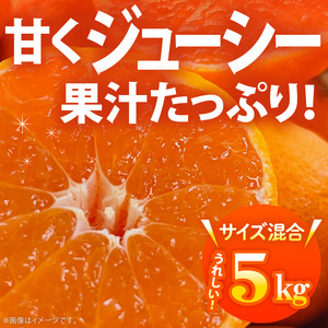 【2026年先行予約】ご家庭用 田村みかん サイズ混合(2S～２L)  約5kg _  わけあり 訳あり 和歌山プレミアムブランドみかん 小玉 中玉 大玉 蜜柑 ミカン フルーツ 果物_AB7301