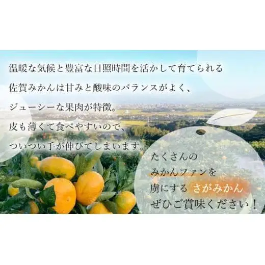 【期間限定】さがみかん (5代目みかん) 4.5kg【温州みかん 甘い 濃厚 ジューシー コク 完熟 熟成みかん 蔵出し 蔵入り 柑橘 密柑 ギフト 果物 フルーツ 佐賀県産 佐賀県 大和 太良 石橋果樹園 人気】