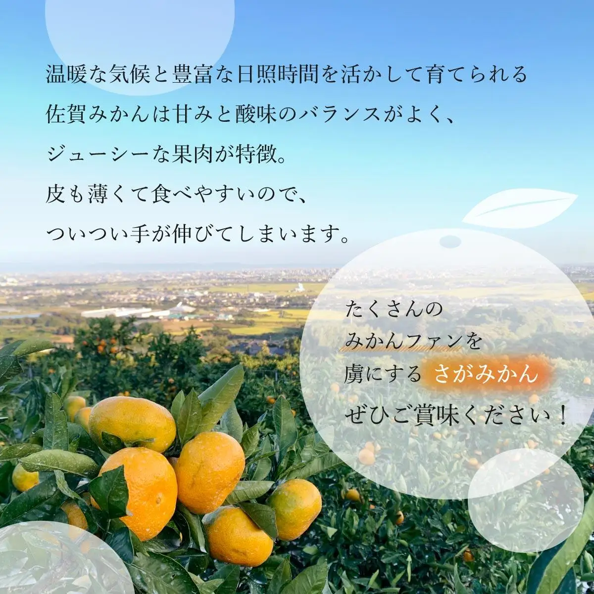 【期間限定】さがみかん （蔵入りみかん4.5kg）【温州みかん 甘い 濃厚 ジューシー コク 完熟 熟成みかん 蔵出し 蔵入り 柑橘 密柑 ギフト 果物 フルーツ 佐賀県産 佐賀県 大和 太良 石橋果樹園 人気】