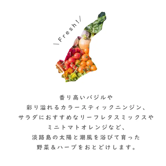 【定期便】彩り野菜と香るハーブセット　3回お届け　野菜
