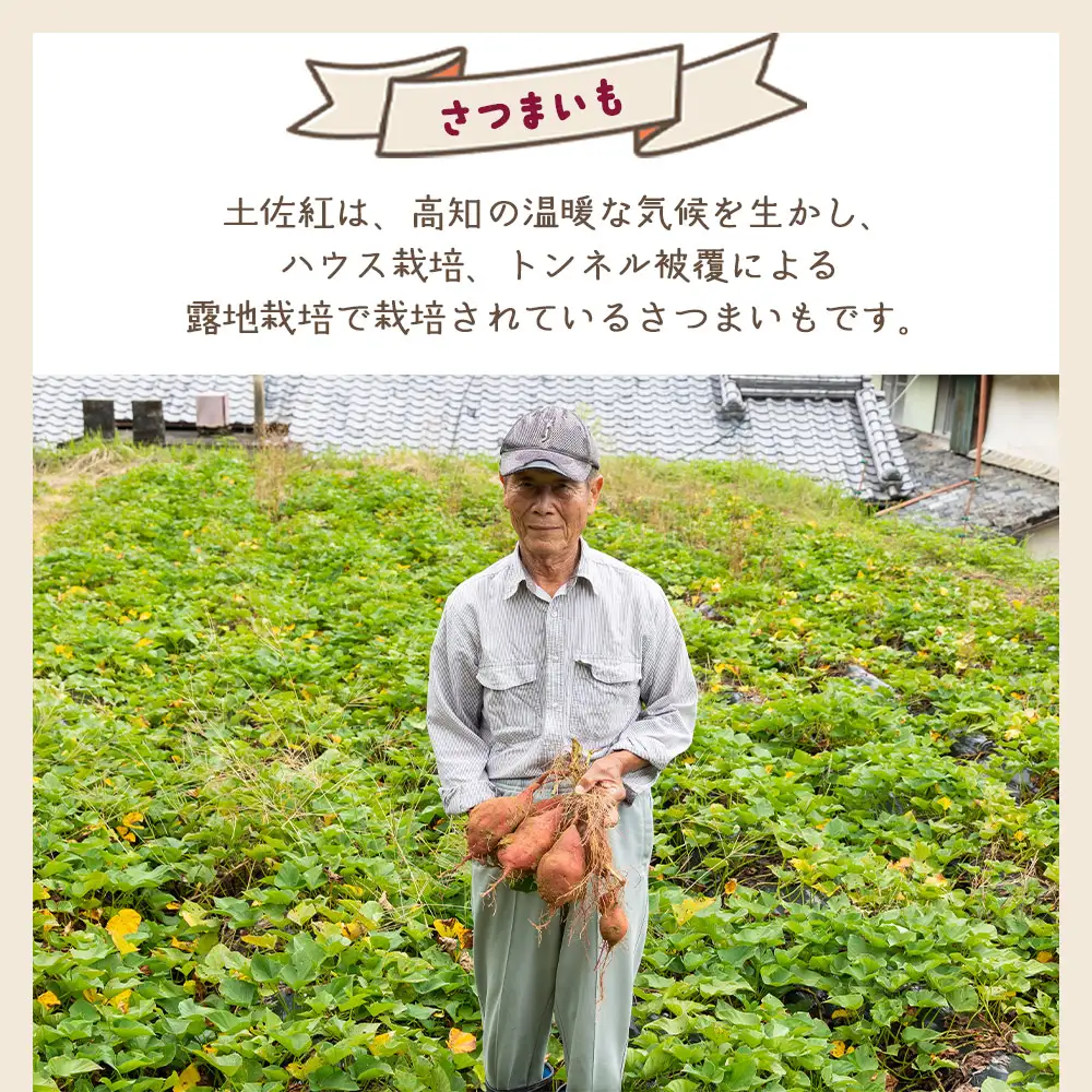 【８月発送開始】さつまいも（土佐紅）10kg - サツマイモ さつま芋 野菜 焼き芋 やきいも 焼いも おやつ スイーツ スイートポテト バター焼き アレンジ 料理 国産 高知県 香南市 yr-0146