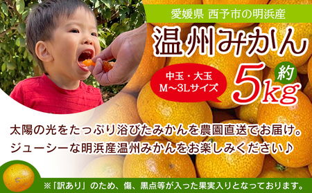＜訳あり 温州みかん 約5kg＞ 中玉 大玉 明浜産 果物 フルーツ 蜜柑 うんしゅうみかん ウンシュウミカン 柑橘 家庭用 浜のみかん屋 直送 愛媛県 西予市【常温】『2025年11月上旬～2026年2月上旬迄に順次出荷』AHM0021