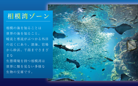 新江ノ島 水族館 入場券 大人1枚 小中学生1枚 / チケット
