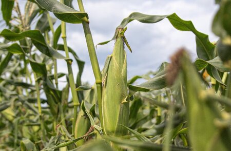 【期間限定発送】「野菜ソムリエサミット」2024年7月度 金賞受賞 とうもろこし スイートコーン ひなたプレミアコーン 2.5kg