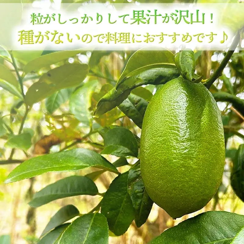 【種なし】あかみね熱帯フルーツの美らレモン 約1kg - 国産 希少種 果汁 たっぷり 使いやすい 檸檬 れもん Lemon おすすめ 沖縄県 八重瀬町