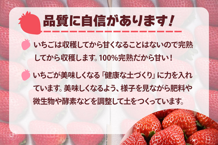 [先行予約] とちあいか (約15粒から22粒入り) [2026年12月中旬より順次発送] [0648]