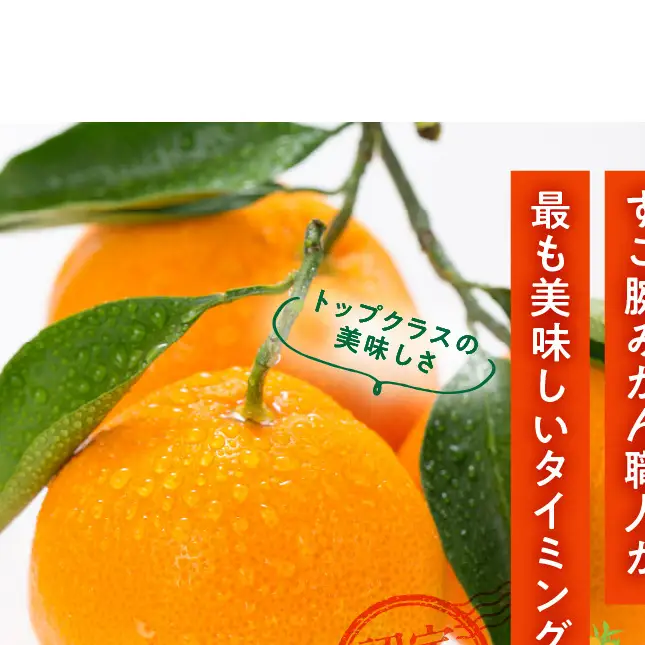 【2026年先行予約】田村みかん／5kg秀品【小玉サイズ】_V7452