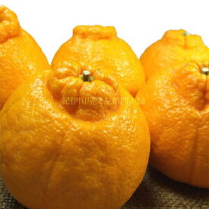 【2027年先行予約】デコ 不知火 約5kg 和歌山県有田産 春みかん (果実サイズおまかせ) 春みかん 紀伊国屋文左衛門本舗_V7412
