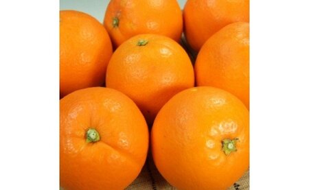 【2027年先行予約】ネーブル[約7kg]和歌山県有田産 春みかん (果実サイズおまかせ) 春みかん 紀伊国屋文左衛門本舗_V7400
