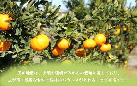 先行予約【2026年11月下旬より発送】濃厚温州みかんご家庭用7.5kg（和歌山天田みかん）みかんの産地和歌山　北村農園直送