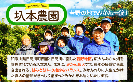 みかん 訳あり 若野みかん10kg