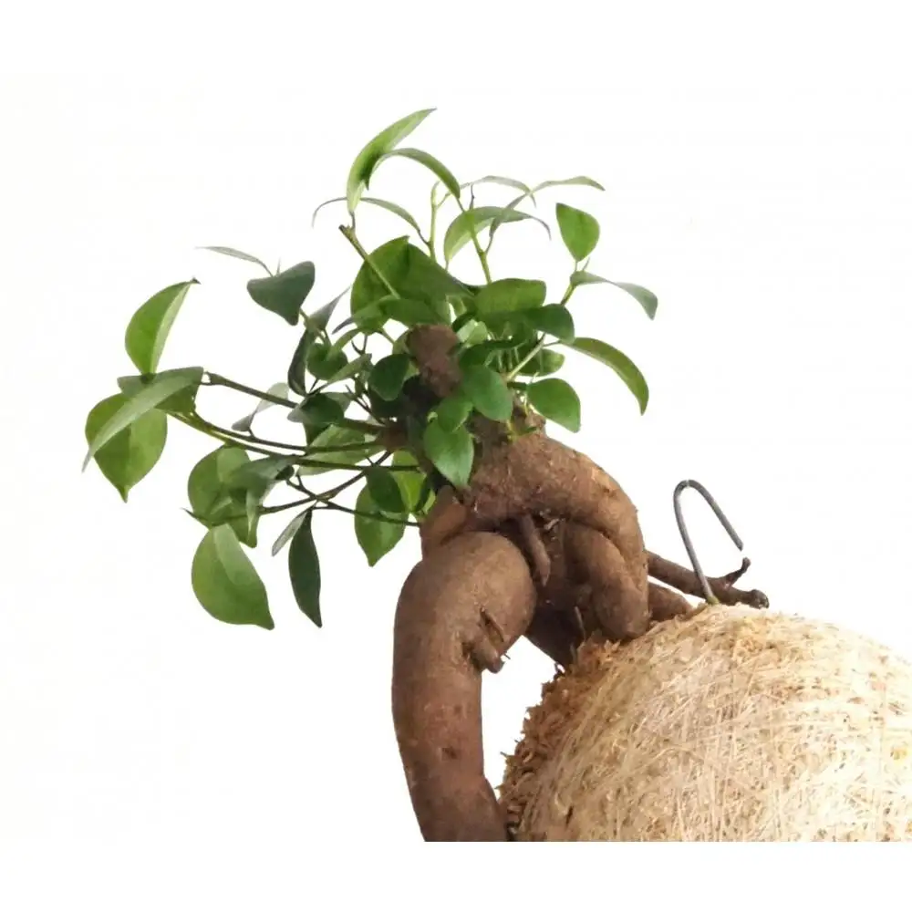 360度楽しめる！吊るせる観葉植物「ハングボール」ガジュマル(Mサイズ)