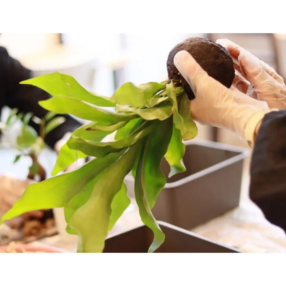 360度楽しめる！吊るせる観葉植物「ハングボール」作りワークショップ