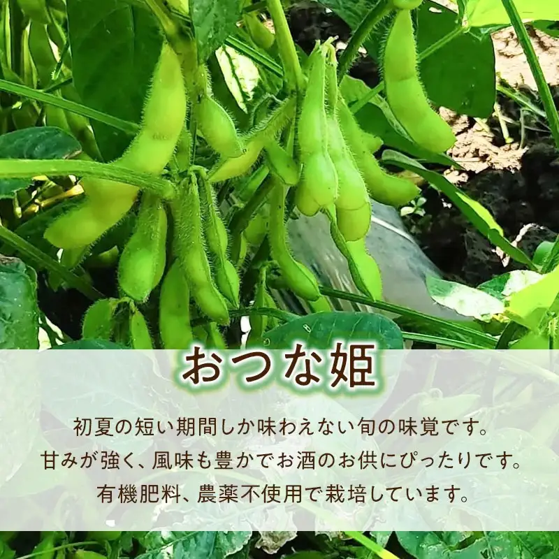 【令和8年産 先行予約】枝豆 おつな姫　2kg　山形県鶴岡市産　マルタ農園