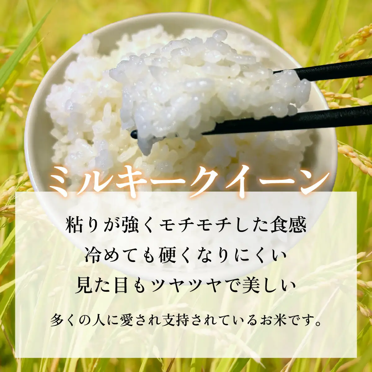 【 先行予約 /11月以降発送】 【令和8年産】福井県産 ミルキークイーン 10kg / お米 白米 ブランド米 小浜市 / 今富の宝 [BFCI004]