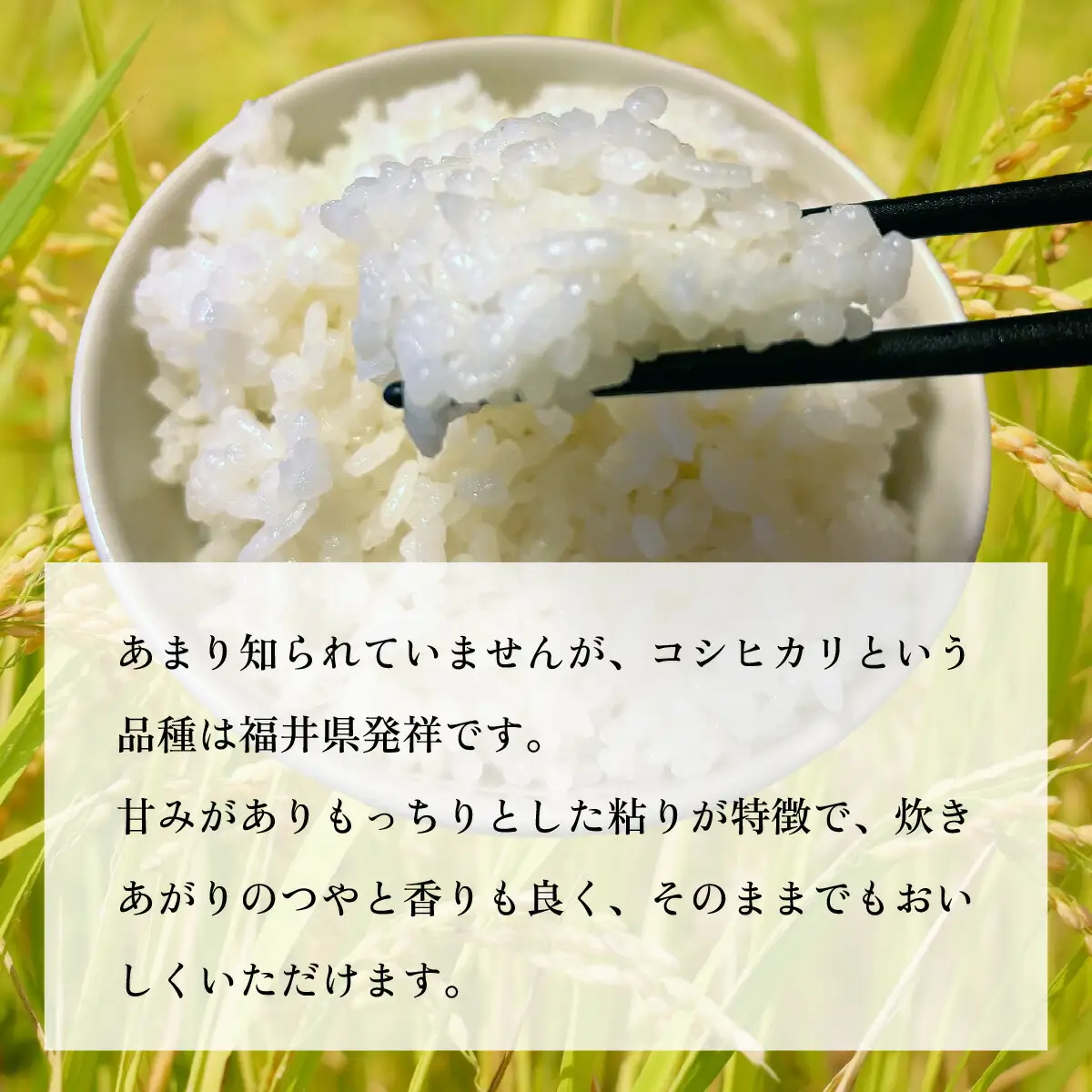 【 先行予約 /11月以降発送】 【令和8年産】 福井県産 コシヒカリ 10kg お米 白米 小浜市 / 今富の宝 [BFCI005]