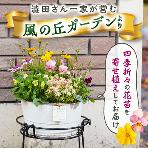 花 【10月頃から発送】【お手軽ガーデニング】季節の寄せ植え（風の丘ガーデン） 
