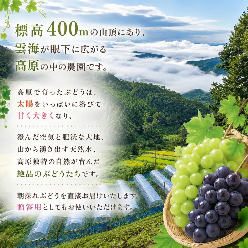 シャインマスカット ぜきお農園 岡山県産 シャインマスカット【2kg 3〜5房】【先行予約】