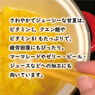 【先行予約：2026年12月中旬～発送】訳あり 甘夏 10kg くらもとファーム 愛媛県 愛南町