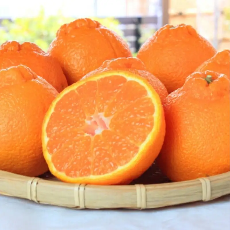【ご家庭用訳あり】紀州有田産不知火(しらぬひ) 約3kg 【予約】※2027年2月中旬頃〜2027年3月中旬頃に順次発送予定(お届け日指定不可)【uot830A】