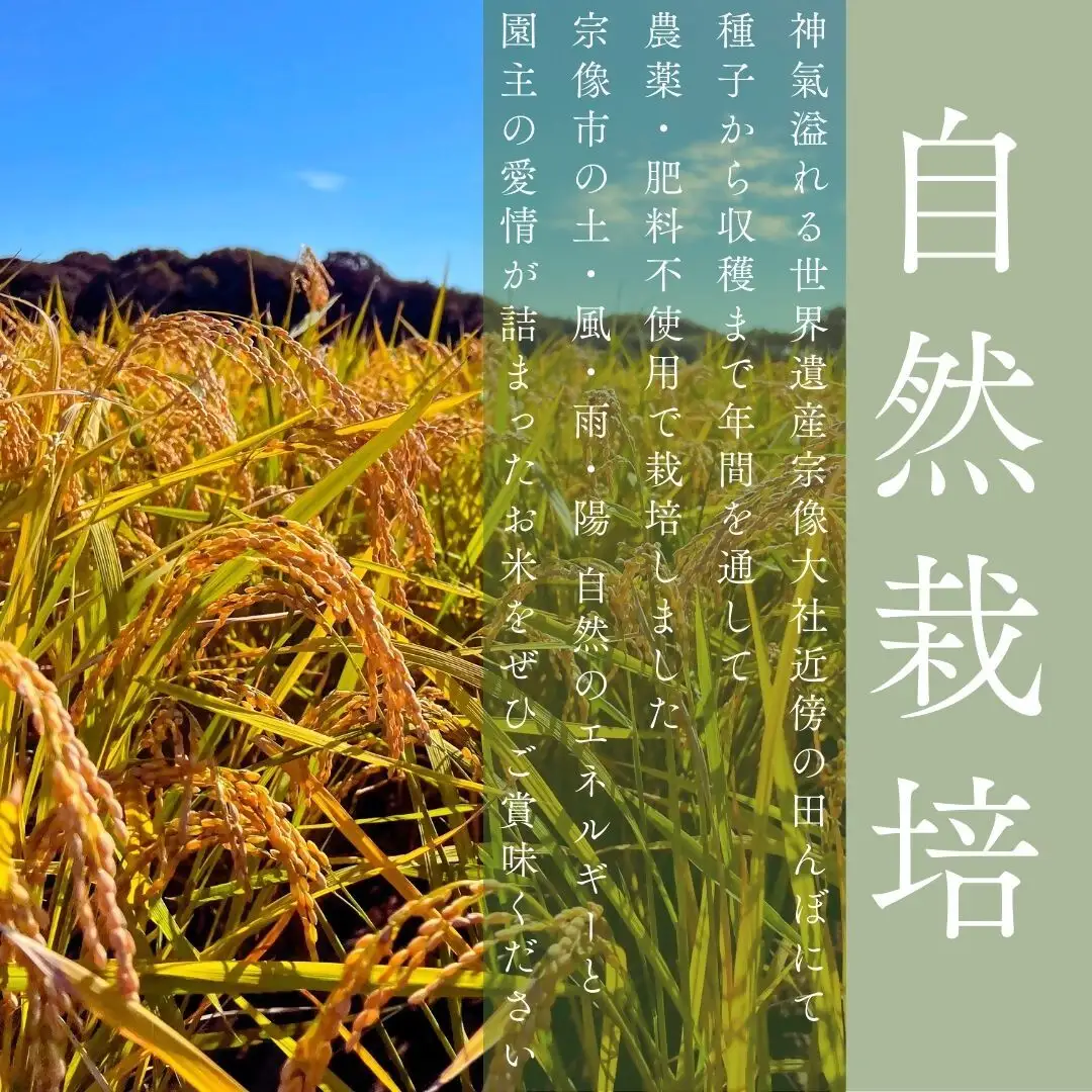 令和8年産 新米予約受付！自然栽培米ひのひかり5kg〈栽培期間中農薬・肥料不使用〉【ほのわ】_HA1609