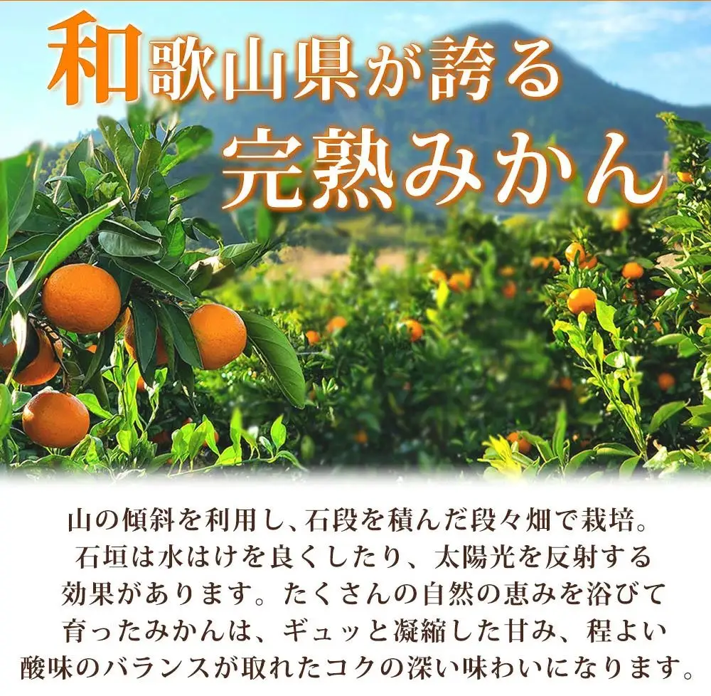 【先行予約】【家庭用 訳あり】紀州有田産 濃厚完熟 温州みかん 2kg  ※2026年11月下旬～2027年1月下旬頃に順次発送予定 / みかん ミカン 蜜柑 温州みかん 柑橘 フルーツ 果物 くだもの 和歌山【uot836】