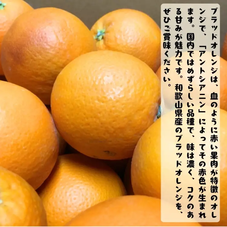 ［高級柑橘］和歌山県産ブラッドオレンジ タロッコ 約2kg［MS93］