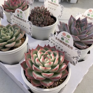 生産者直送!　多肉植物セット　2号6㎝ポット　35個入り　白トレー付き　【兵庫県　高砂市　インテリア】