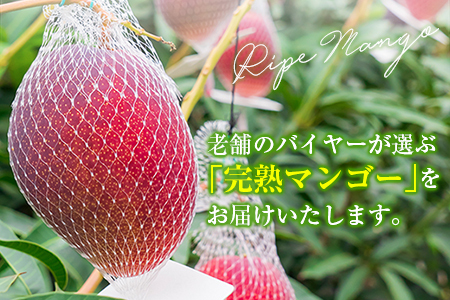 【定期便3回】2027年出荷 2L×2玉マンゴー 完熟マンゴー E219-27
