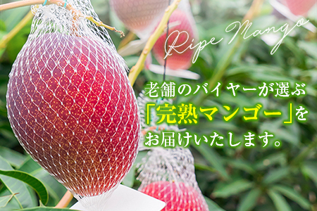【定期便4回】2027年出荷 4L×1玉マンゴー 完熟マンゴー E221-27