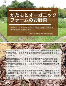 さつまいも 6kg 鳴門金時 かたもとオーガニックファーム さつまいも
