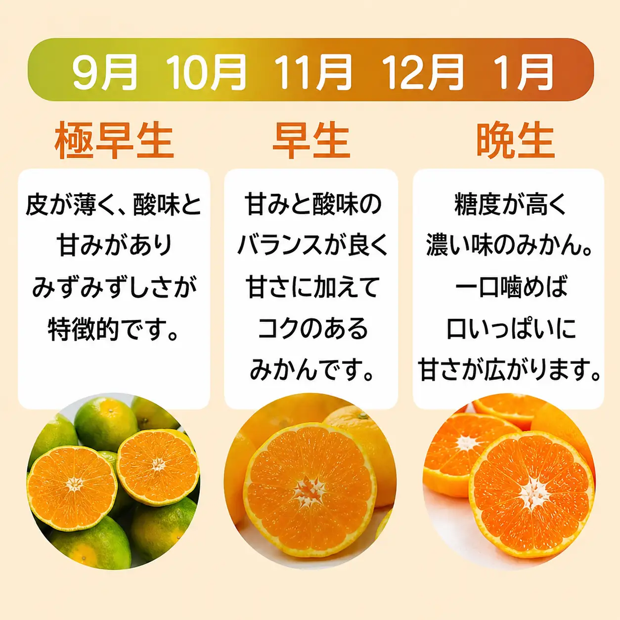 【先行予約】訳あり 愛媛みかん 1kg 人気 みかん 冬 秋 旬 厳選 光センサー選果 柑橘 かんきつ 果物 くだもの 国産  少量 お試し フルーツ スイーツ デザート ご褒美 みかん 蜜柑 大小 サイズ ミックス 不揃い 傷 温州 温州みかん 美味しい 農家直送 地場産品 こだわり みかん職人武田屋 愛媛県 愛南町