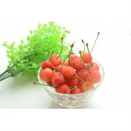 【2027年発送】フルーツ王国　信州中野産　さくらんぼ　佐藤錦　約600g(約100g×6パック)【配送不可地域：離島】【1570434】