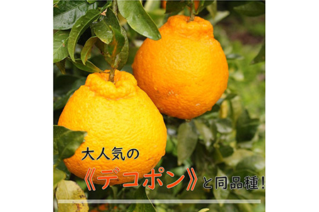 和歌山県有田産 不知火 約5kg（18～24玉）ひとつひとつ手選別で厳選！生産者から直送