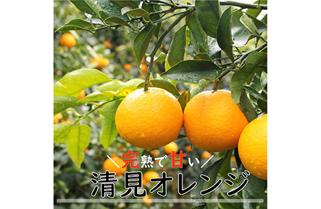 和歌山県有田産 完熟清見オレンジ 5kg（M～2Lサイズおまかせ）ひとつひとつ丁寧に厳選！生産者から直送