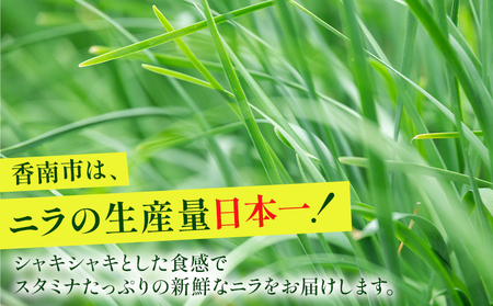 【生産量日本一】高知県香南市産 ニラ 1kg（100g×10束）【にら 韮 生 野菜 やさい ニラ 香味野菜 特産品 ニラ 産地直送 ニラ】 kk-0001