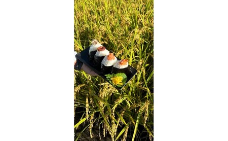 ひのひかり 筑後小郡産 農家直送 ひのひかり【5kg】【定期便12ヶ月】