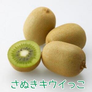 ＜先行受付　2026年発送＞さぬきキウイっこ　キウイフルーツ　約1.8kg