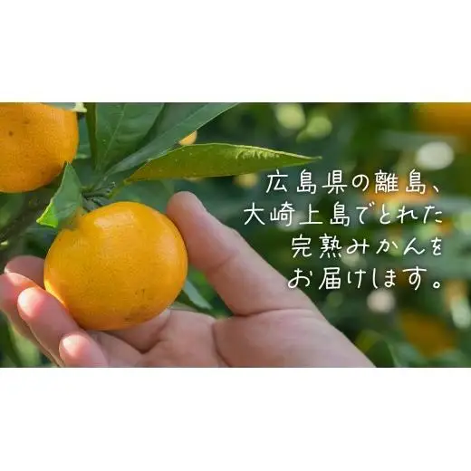 【先行予約】瀬戸内産 島の 完熟 みかん 詰め合わせ 5kg ( 45～55個程度 ) 【12月中旬～1月発送】