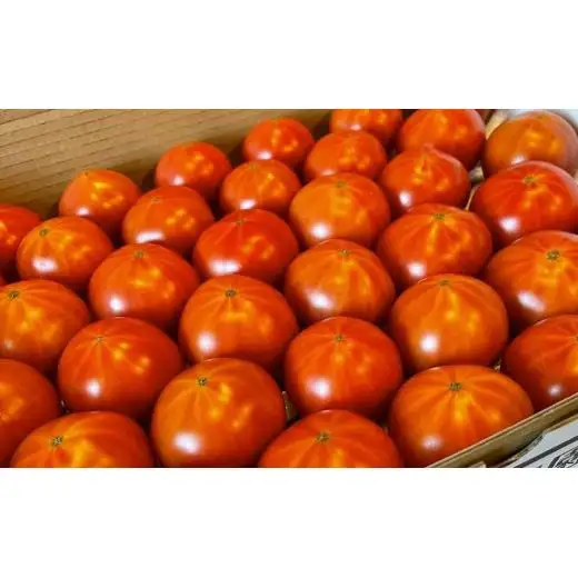 【先行予約】 【甘みがジュワ～っ！】瀬戸内のフルーツトマト 2kg 糖度8度以上 【 2027年4月中旬発送開始 】 大崎上島 越田農園