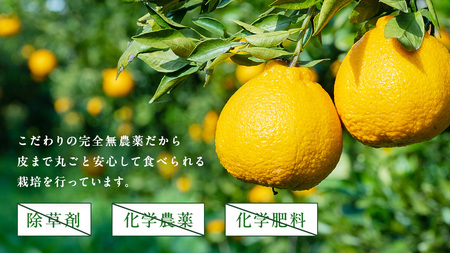 国産 オーガニック フルーツ 詰め合わせ 5kg 【 先行予約 3月 発送予定】 レモン ブラッドオレンジ はるか 不知火 紅八朔 有機JAS認証