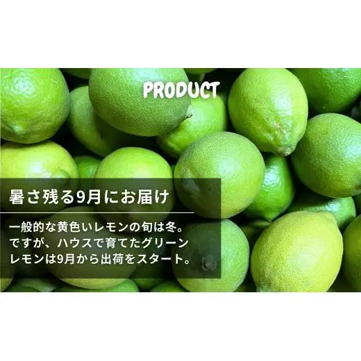 ハウスグリーンレモン 約5kg 【2026年9月以降発送】